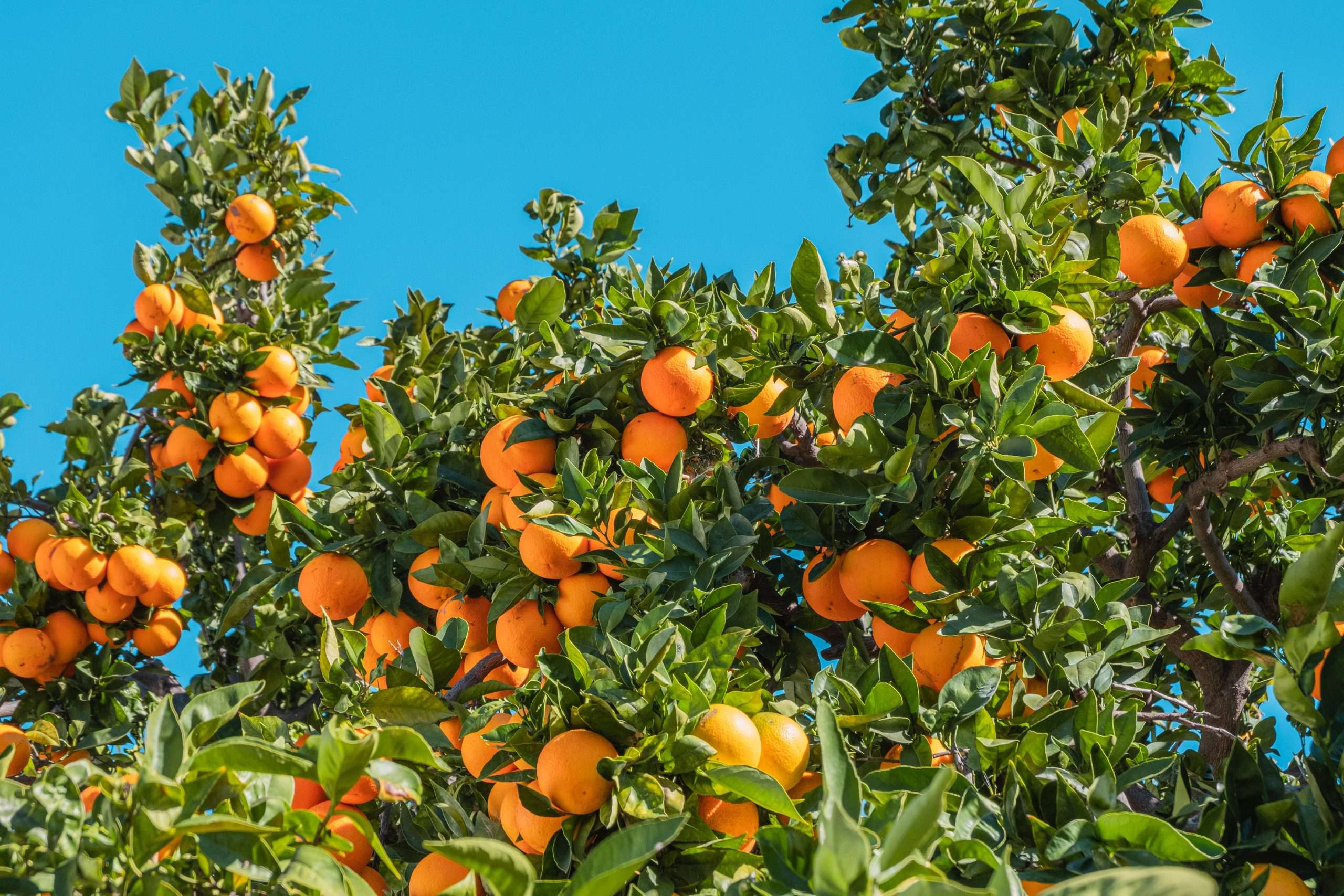 agricultura sostenible de naranjas en Valencia