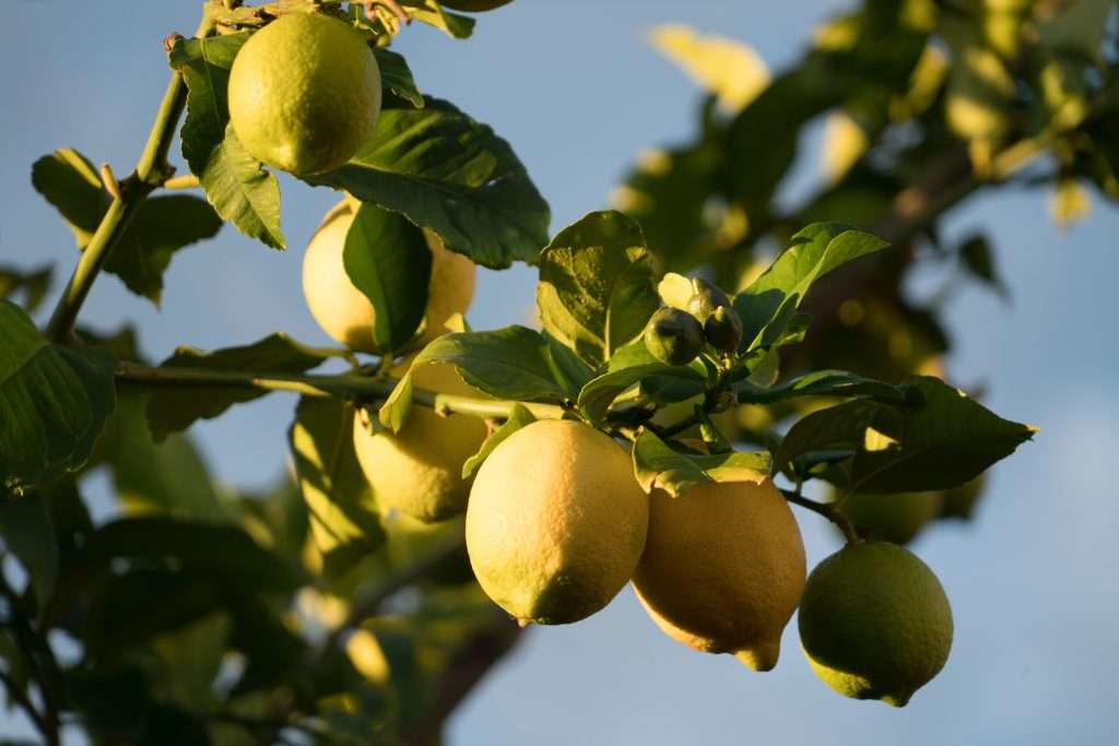 agricultura sostenible de limones en Valencia